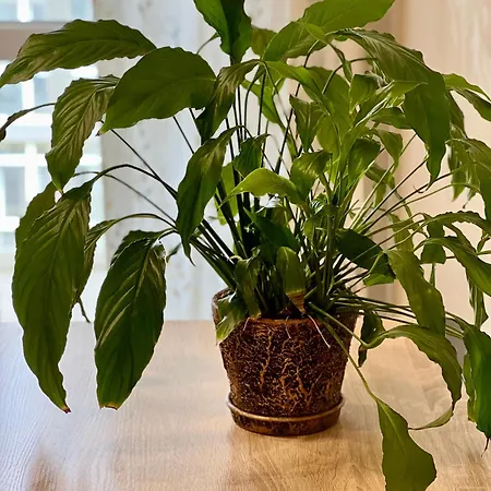 Osapart At A Complex Shevchenka 21 아파트