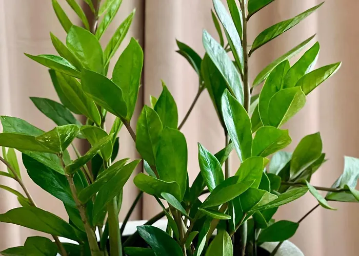 Osapart At A Complex Shevchenka 21 * Lviv