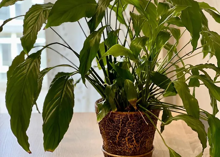 Osapart At A Complex Shevchenka 21 Lejlighed